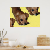 PUPNOSE POSTER (Küche)