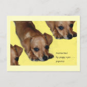 Pupnosis Haiku Art Postcard - Collectious Postcard Postkarte (Vorderseite)