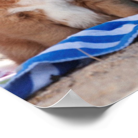 Puppenbuckel am Strand Poster (Ecke)