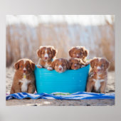 Puppenbuckel am Strand Poster (Vorne)