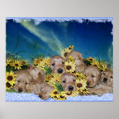 PUPPIEN UND BLUME - GOLDENE RETRIEVER POSTER (Vorne)
