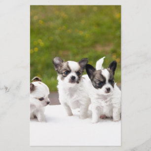 puppies-453532.jpg