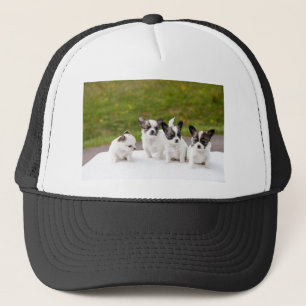 puppies-453532.jpg truckerkappe