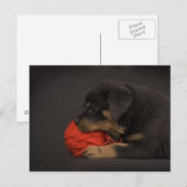 Puppy 2 postkarte (Vorne/Hinten)