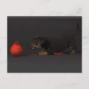 Puppy 3 postkarte