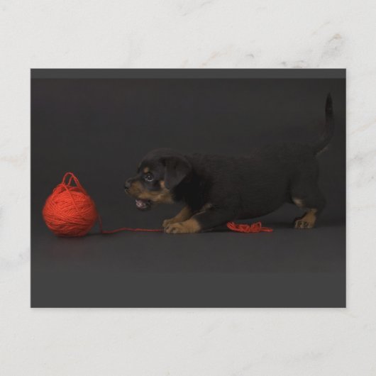 Puppy 3 postkarte (Vorderseite)