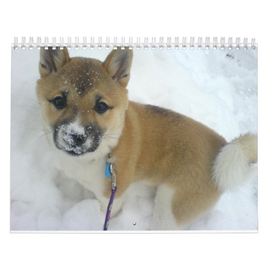 puppy 3 shiba inu.png kalender (Titelbild)