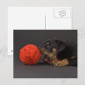 Puppy 4 postkarte (Vorne/Hinten)