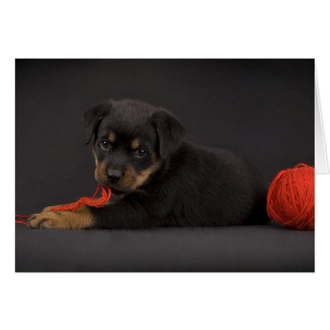 Puppy 5 (Vorderseite (Horizontal))