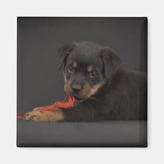 Puppy 5 magnet (Vorne)
