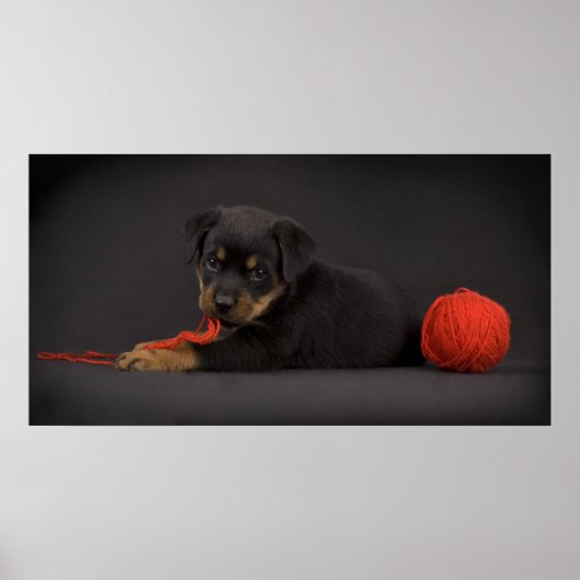 Puppy 5 poster (Vorne)