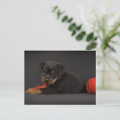 Puppy 5 postkarte (Stehend Vorderseite)