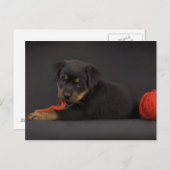 Puppy 5 postkarte (Vorne/Hinten)