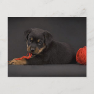 Puppy 5 postkarte