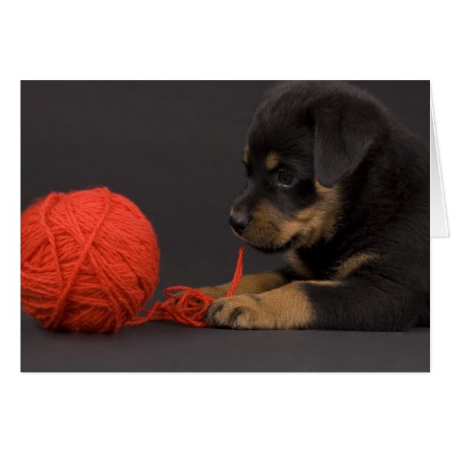 Puppy 6 (Vorderseite (Horizontal))