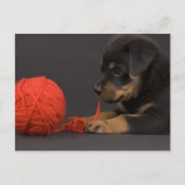 Puppy 6 postkarte (Vorderseite)