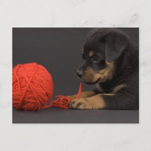 Puppy 6 postkarte (Vorderseite)