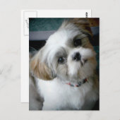 Puppy Buddie Postkarte (Vorne/Hinten)