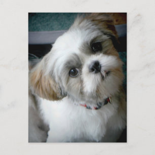 Puppy Buddie Postkarte