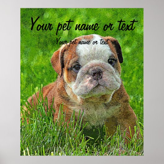 Puppy English Bulldog auf der Wiese Poster (Vorne)