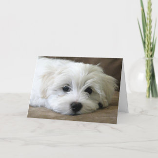 Puppy Eyes Karte