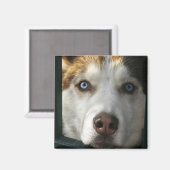 Puppy Eyes Magnet (Vorderseite/Rückseite)