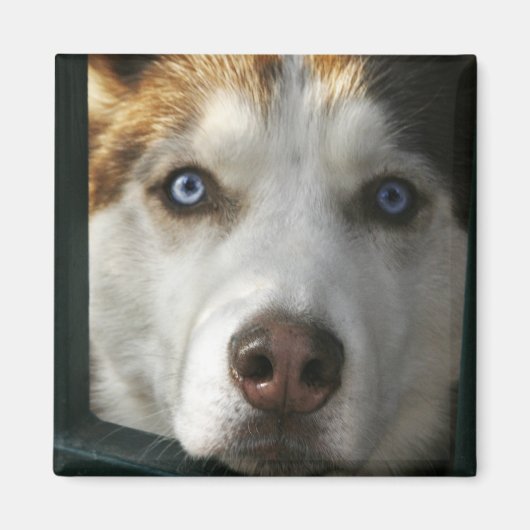 Puppy Eyes Magnet (Vorne)