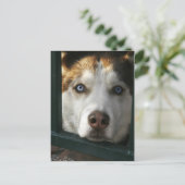 Puppy Eyes Postkarte (Stehend Vorderseite)