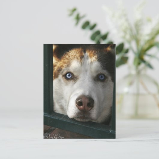 Puppy Eyes Postkarte (Stehend Vorderseite)
