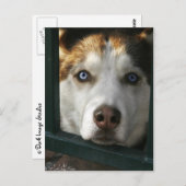 Puppy Eyes Postkarte (Vorne/Hinten)