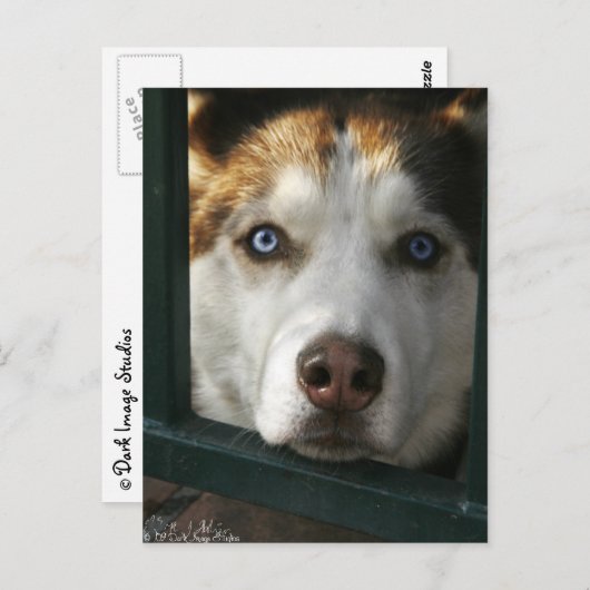 Puppy Eyes Postkarte (Vorne/Hinten)