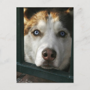 Puppy Eyes Postkarte
