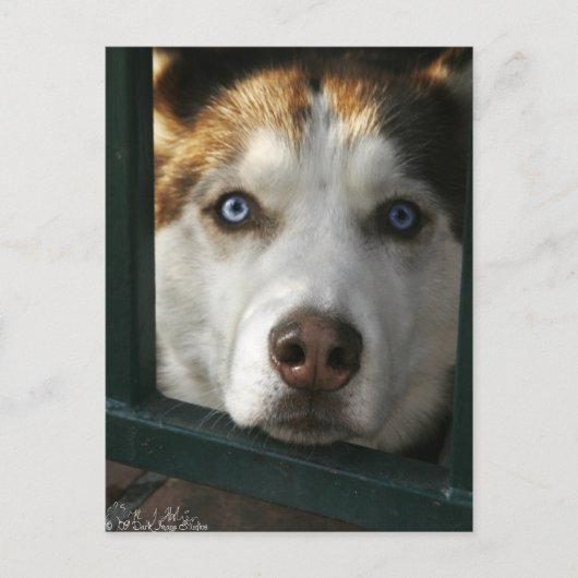 Puppy Eyes Postkarte (Vorderseite)