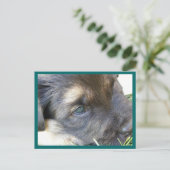 Puppy Eyes Postkarten (Stehend Vorderseite)