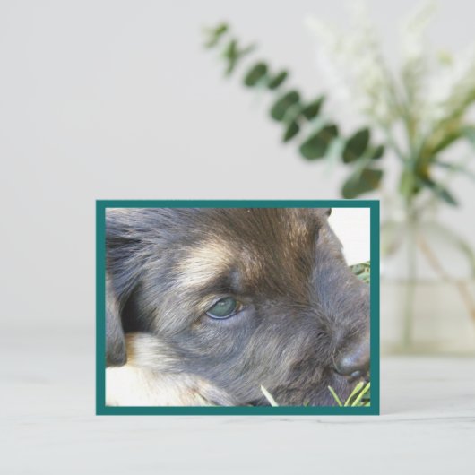Puppy Eyes Postkarten (Stehend Vorderseite)