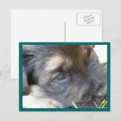 Puppy Eyes Postkarten (Vorne/Hinten)