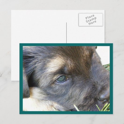 Puppy Eyes Postkarten (Vorne/Hinten)