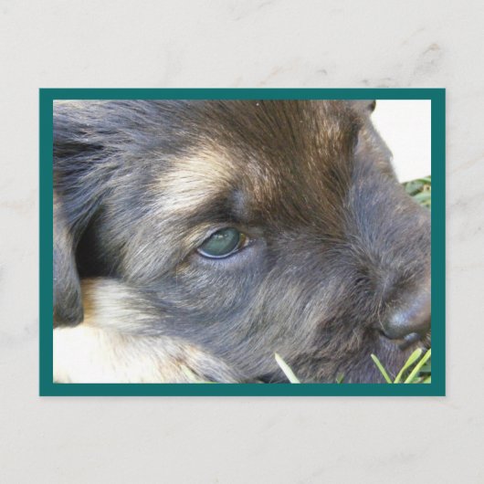 Puppy Eyes Postkarten (Vorderseite)
