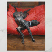 puppy for sale flyer templates (Hinten)