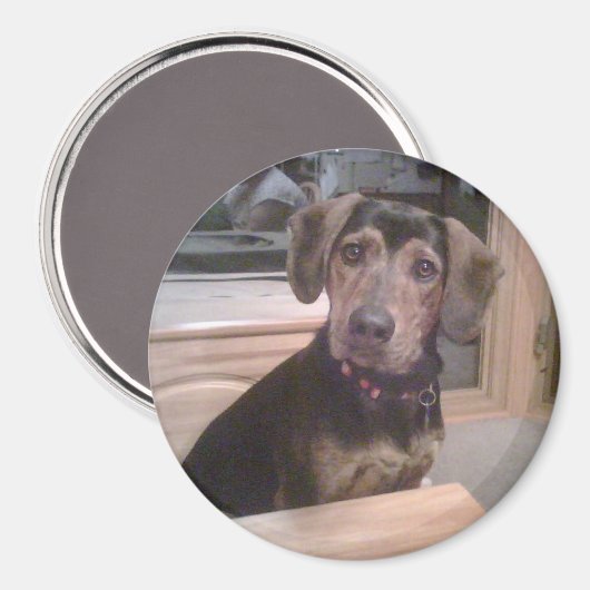 Puppy Gaze Magnet (Vorderseite/Rückseite)