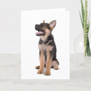 Puppy German shepherd Karte
