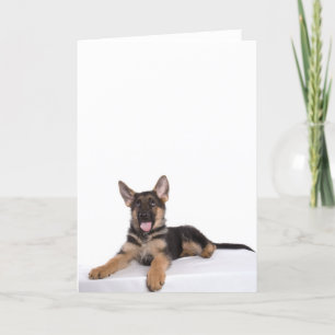 Puppy German shepherd Karte