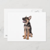 Puppy German shepherd Postkarte (Vorne/Hinten)