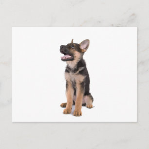 Puppy German shepherd Postkarte