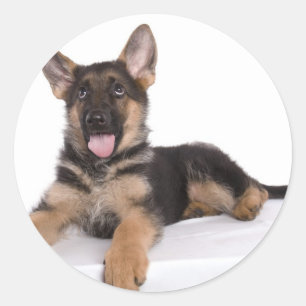 Puppy German shepherd Runder Aufkleber