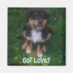 PUPPY, GOT LIEBE? MAGNET