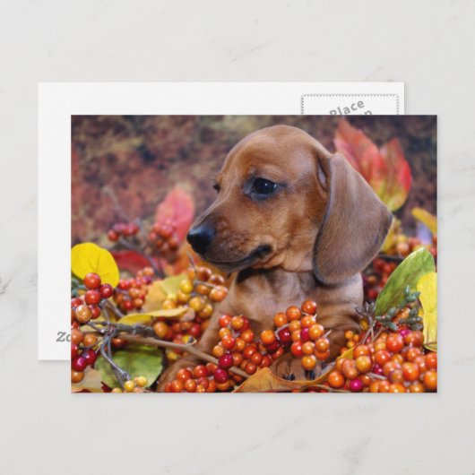 Puppy im Herbst Dackel Postkarte (Vorne/Hinten)