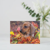 Puppy im Herbst Dackel Postkarte (Stehend Vorderseite)