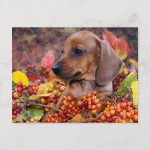 Puppy im Herbst Dackel Postkarte