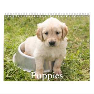 Puppy-Kalender Kalender
